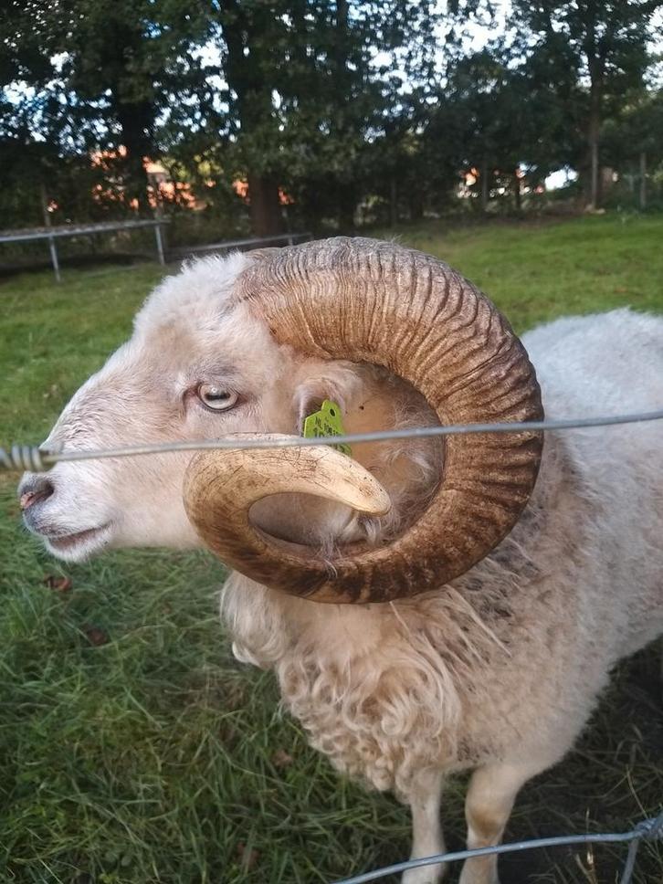 Stoere en lieve dekram Ouessant, Dieren en Toebehoren, Schapen, Geiten en Varkens, Schaap, Mannelijk, 0 tot 2 jaar