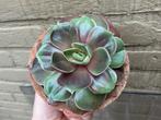 Echeveria Magic Red, Verzenden, Vetplant, Halfschaduw, Minder dan 100 cm