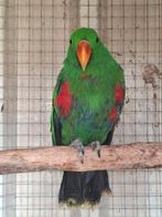 Edelpapegaai man 2023, Dieren en Toebehoren, Vogels | Parkieten en Papegaaien, Mannelijk, Papegaai, Geringd