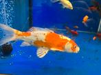 Diverse koi karpertjes, Dieren en Toebehoren, Karper of Koi