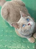 Brits korthaar lilac DBE, Kater, Gechipt, 0 tot 2 jaar