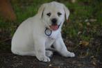 Raszuivere Gele Labrador Puppy In Een Geel Jasje!, Dieren en Toebehoren, Reu, Labrador retriever, Eén hond, Nederland