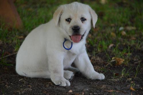 Raszuivere Gele Labrador Puppy In Een Geel Jasje!, Dieren en Toebehoren, Honden | Retrievers, Spaniëls en Waterhonden, Reu, Labrador retriever
