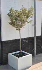 Stalen Plantenbak  - Diverse Maten, Tuin, Vierkant, Nieuw, Ophalen of Verzenden