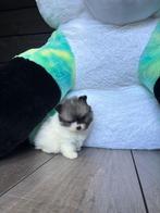 Pomsky (mini), Dieren en Toebehoren, Honden | Poolhonden, Keeshonden en Oertypen, Rabiës (hondsdolheid), Overige rassen, 8 tot 15 weken