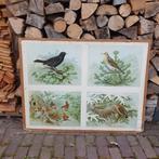 Schoolplaat vogels., Ophalen, Natuur en Biologie