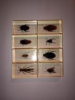 8 insecten in epoxy hars c, Ophalen of Verzenden, Nieuw, Insect, Opgezet dier