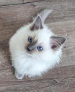 Ragdoll kitten stamboom ouders en getest, Dieren en Toebehoren, Poes, Ontwormd