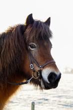 Verzorger paarden in Steenwijk, Diensten en Vakmensen, Dieren | Paarden | Verzorging, Oppas en Les, Verzorging of Verzorgpony's