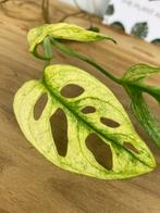 Monstera Adansonii Archipelago “Swedish Ghost” Koptek, Ophalen of Verzenden, Overige soorten, Minder dan 100 cm