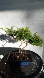 Bonsai Loniceria nitida tuigai, Halfschaduw, Overige soorten, Minder dan 100 cm, Ophalen