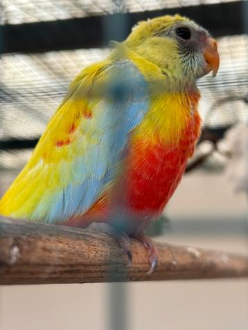 Jonge turquoisine parkiet geel roodbuik beschikbaar voor biedingen
