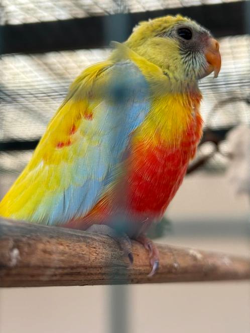 Jonge turquoisine parkiet geel roodbuik, Dieren en Toebehoren, Vogels | Overige Vogels, Tropenvogel, Meerdere dieren, Tam
