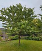 Hele mooie kersenboom te koop. 6 a 7 meter hoog., Tuin en Terras, Ophalen, 400 cm of meer, Kersenboom, Lente