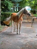 Harper- Grote Haflinger merrie, ca 1.50 m, 3 jaar, Dieren en Toebehoren, Paarden, Merrie, Minder dan 160 cm, 0 tot 2 jaar, Ontwormd