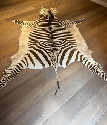 Origineel Zebrahuid Kleed 100% natuurlijk beschikbaar voor biedingen