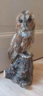 Opgezette uil, Ophalen of Verzenden, Zo goed als nieuw, Vogel