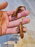 Crested geckos, Dieren en Toebehoren, Reptielen en Amfibieën, Hagedis, Tam, 0 tot 2 jaar