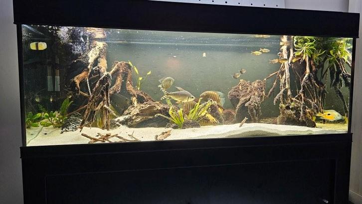 Groot aquarium te koop!, Dieren en Toebehoren, Vissen | Aquaria en Toebehoren, Gebruikt, Leeg aquarium, Ophalen