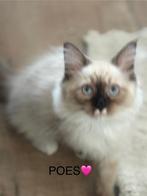 Ragdoll kittens, Dieren en Toebehoren, Katten en Kittens | Raskatten | Langhaar, Meerdere dieren, Gechipt, 0 tot 2 jaar