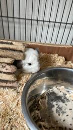 Chinchilla voor kleine vergoeding, Vrouwelijk, Chinchilla, Voor 1 juli 2024, Tam