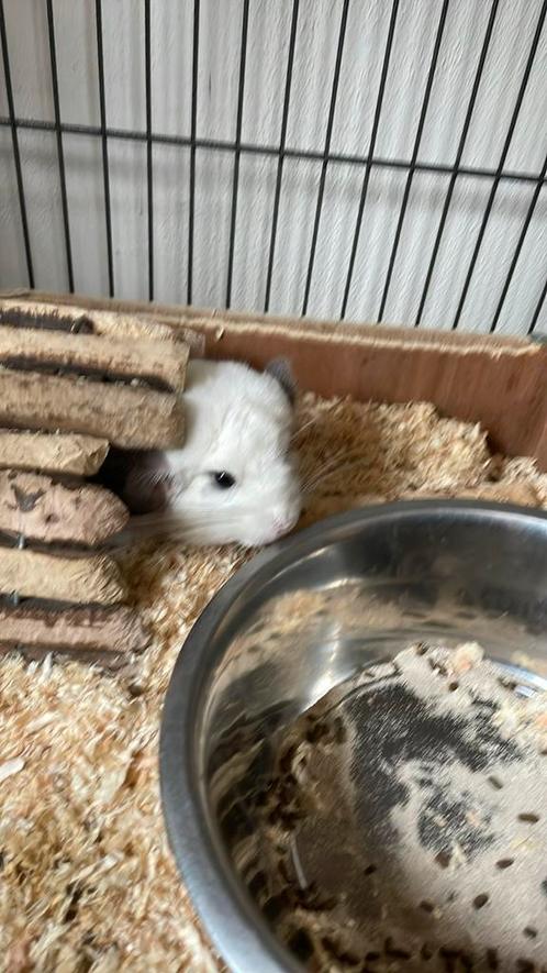 Chinchilla voor kleine vergoeding, Dieren en Toebehoren, Knaagdieren, Vrouwelijk, Chinchilla, Voor 1 juli 2024, Tam
