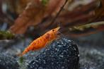 Koi sunburst Neocaridina garnalen vanaf 1.00 per stuk!!, Dieren en Toebehoren, Vissen | Aquariumvissen, Kreeft, Krab of Garnaal