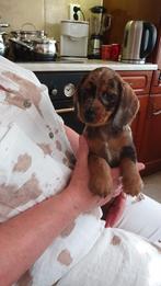 Te koop mooie Merle Teckel pups, Dieren en Toebehoren, Standaard, CDV (hondenziekte), 8 tot 15 weken, Korthaar