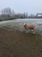 Swifter Ram., Mannelijk, Schaap
