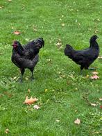 Ayam cemani hen en haan 4,5 maand oud., Meerdere dieren, Kip