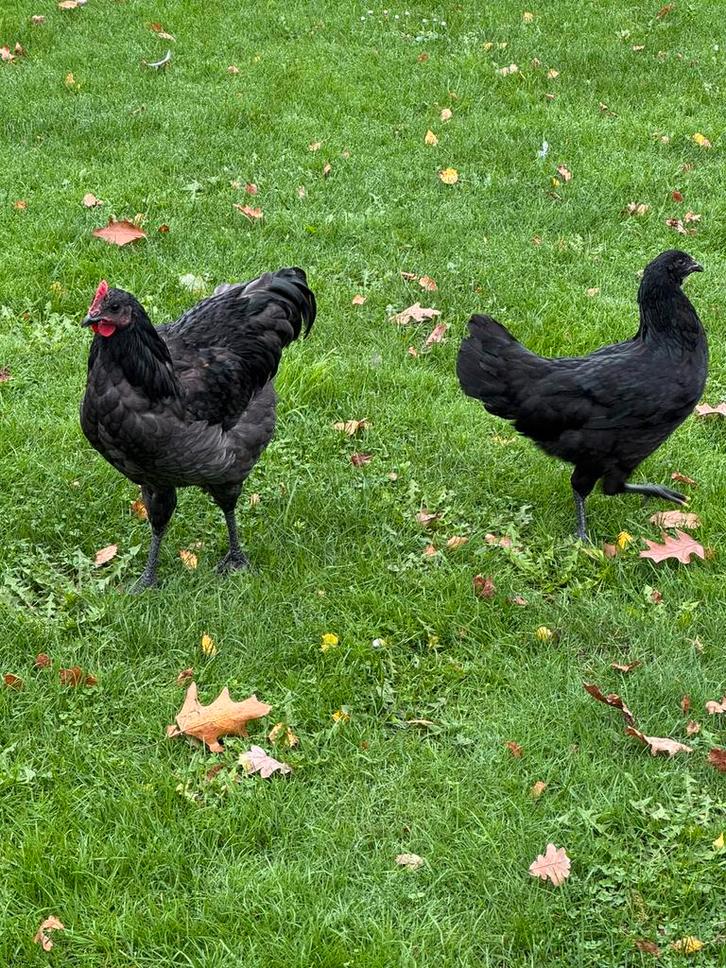 Ayam cemani hen en haan 4,5 maand oud., Dieren en Toebehoren, Pluimvee, Kip, Meerdere dieren