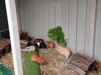 Roedel cavia beertjes, Cavia, Februari, Mannelijk, Tam