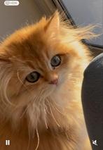 Mannetje van 6 maanden oud met vaccinaties, Dieren en Toebehoren, Kater