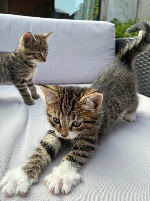 Mooie handtamme kittens, Dieren en Toebehoren, Katten en Kittens | Overige Katten, Kortharig, Meerdere dieren, 0 tot 2 jaar
