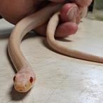 Pantherophis guttatus, Dieren en Toebehoren, Reptielen en Amfibieën