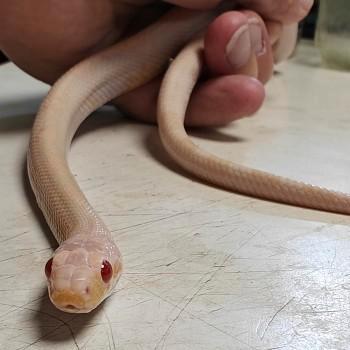 Pantherophis guttatus