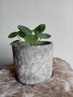Betonlook bloempot handgemaakt met pannenkoekplant, Ophalen, Overige materialen, Rond, Binnen