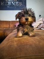 York terrier pup, Dieren en Toebehoren, Yorkshire Terriër, Particulier, Rabiës (hondsdolheid), 8 tot 15 weken