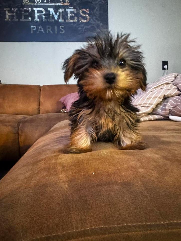 York terrier pup, Dieren en Toebehoren, Honden | Jack Russells en Terriërs, Teef, Yorkshire Terriër, Particulier, Eén hond, Buitenland