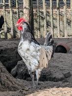 Twee Lakenvelder haantjes, Dieren en Toebehoren, Mannelijk, Kip