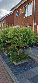 Salix integra 'Hakuro-nishiki' twee maal, Ophalen, Halfschaduw, Overige soorten