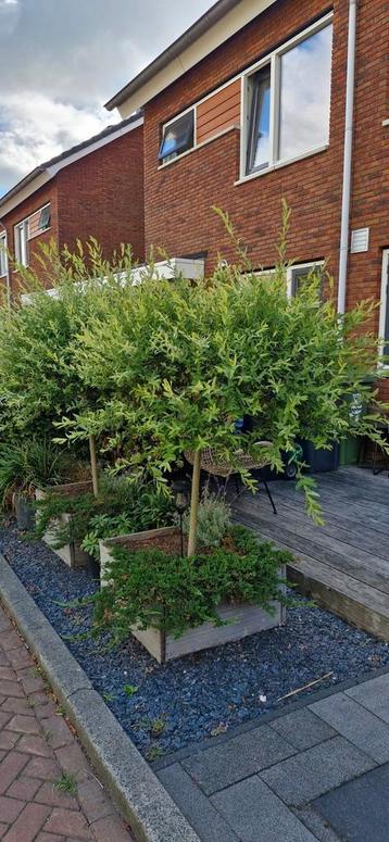 Salix integra 'Hakuro-nishiki' twee maal beschikbaar voor biedingen