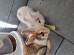Twee lieve mannelijke konijnen, Mannelijk, Klein, 0 tot 2 jaar