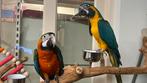 Blauwkeel Ara Süper tamme 2025, Vrouwelijk, Papegaai, Pratend