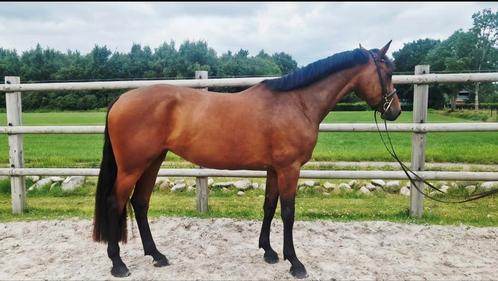 4 Jarige merrie, Dieren en Toebehoren, Paarden, Merrie, Zadelmak, 165 tot 170 cm, 3 tot 6 jaar, Springpaard, Met stamboom, Gechipt