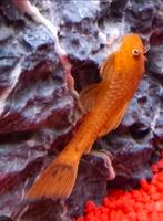 Ancistrussen L144  wildkleur of yellow, Vis