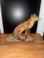 Opgezette vos op houten sokkel, Verzamelen, Dierenverzamelingen, Ophalen of Verzenden, Gebruikt, Wild dier, Opgezet dier
