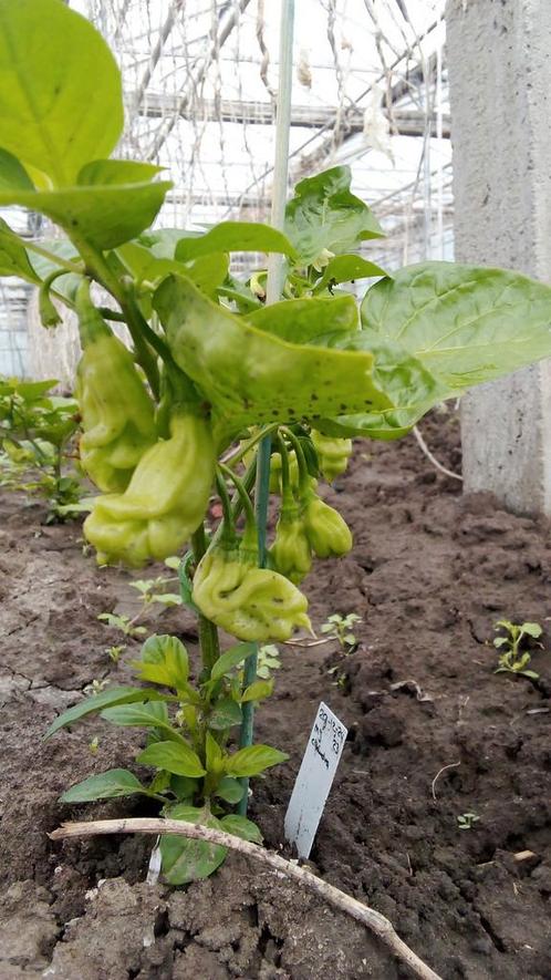 Surinaamse groenten planten Tilburg Utrecht Emmen e.o., Tuin en Terras, Planten | Fruitbomen, Overige soorten, Minder dan 100 cm