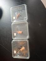 Nog 3 baardagaam jongen te koop, Dieren en Toebehoren, Reptielen en Amfibieën, Hagedis, 0 tot 2 jaar