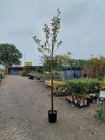 Malus Elstar Hoogstam Appelboom, Tuin en Terras, Planten | Bomen, Overige soorten, Lente, Ophalen, Volle zon